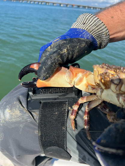FL Stone Crab Gauge: Leg Strap